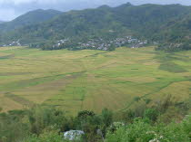 Spiderweb Rice Field