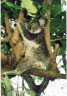 Unser erster Koala