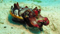 Flammende Sepia/Flamboyan Cuttlefish