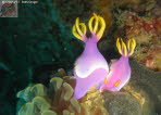 Farbenfrohe Unterwasserschnecke