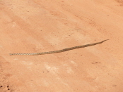Escalante - Gopher Snake