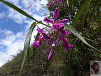 Orchideen