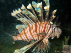Ein Prachtexemplar von Rotfeuerfisch