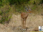 Impala-Antilope