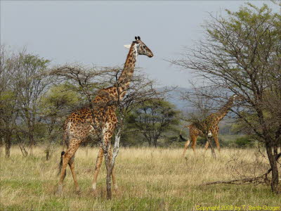 Giraffen