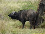 Afrikanischer Kaffernbffel